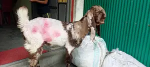 Totapuri Goat