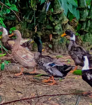 A Rooster & A Duck