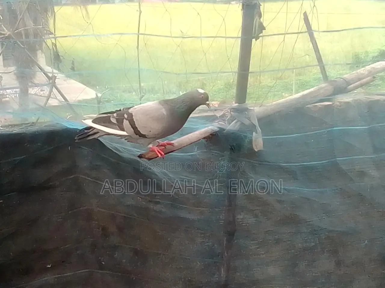 জালালি কবুতর