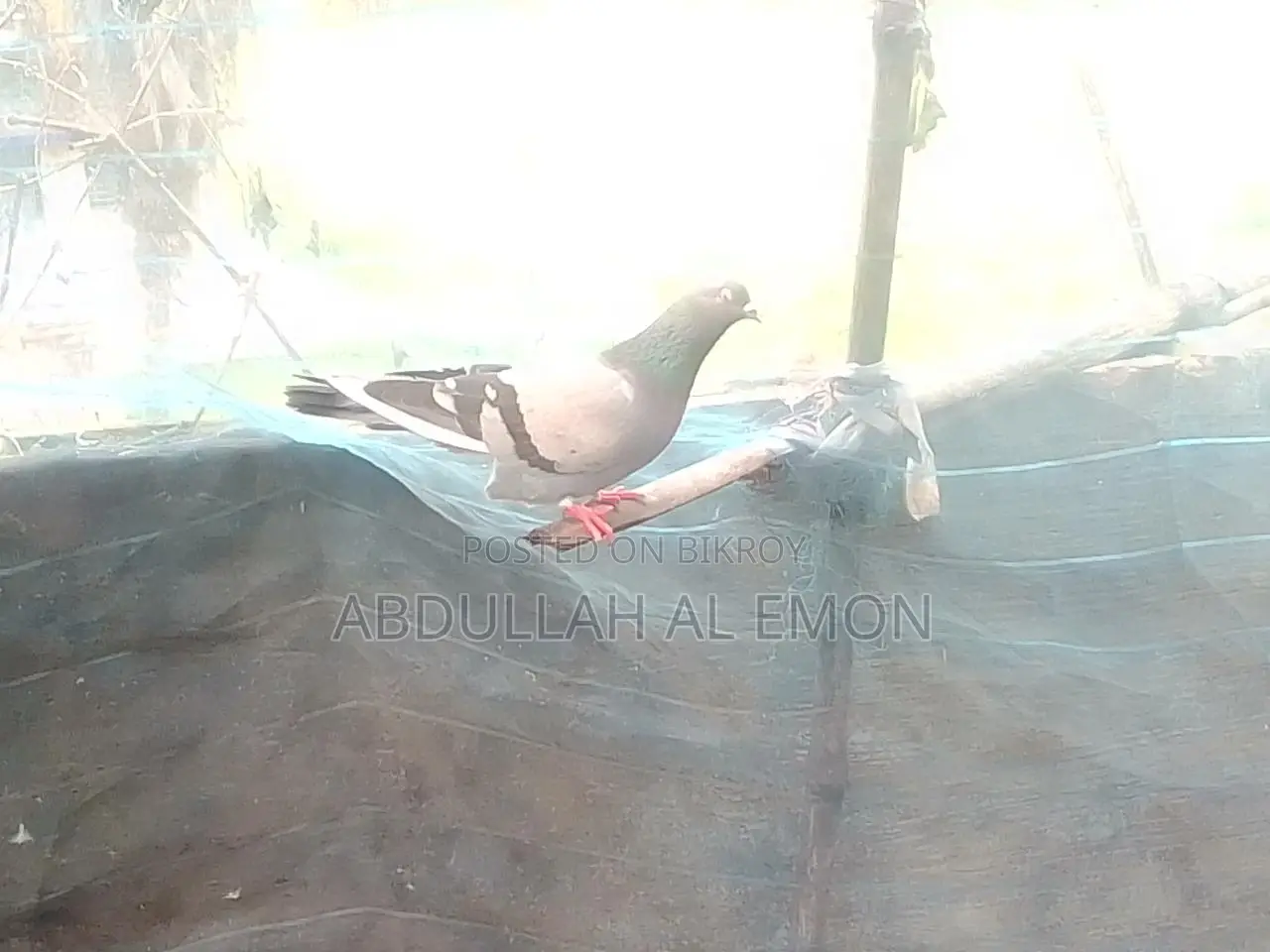 জালালি কবুতর