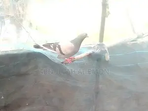 জালালি কবুতর