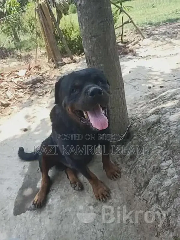 Rottweiler Puppy