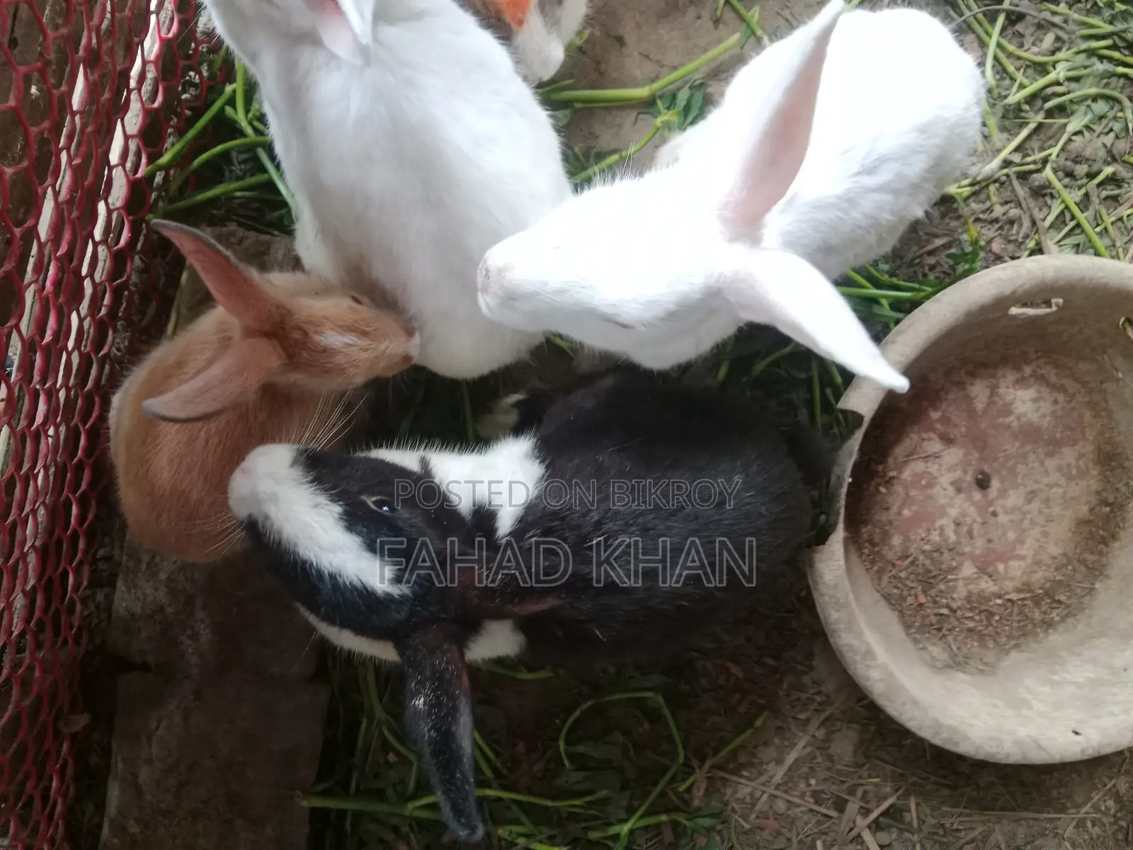 Adult Rabbit