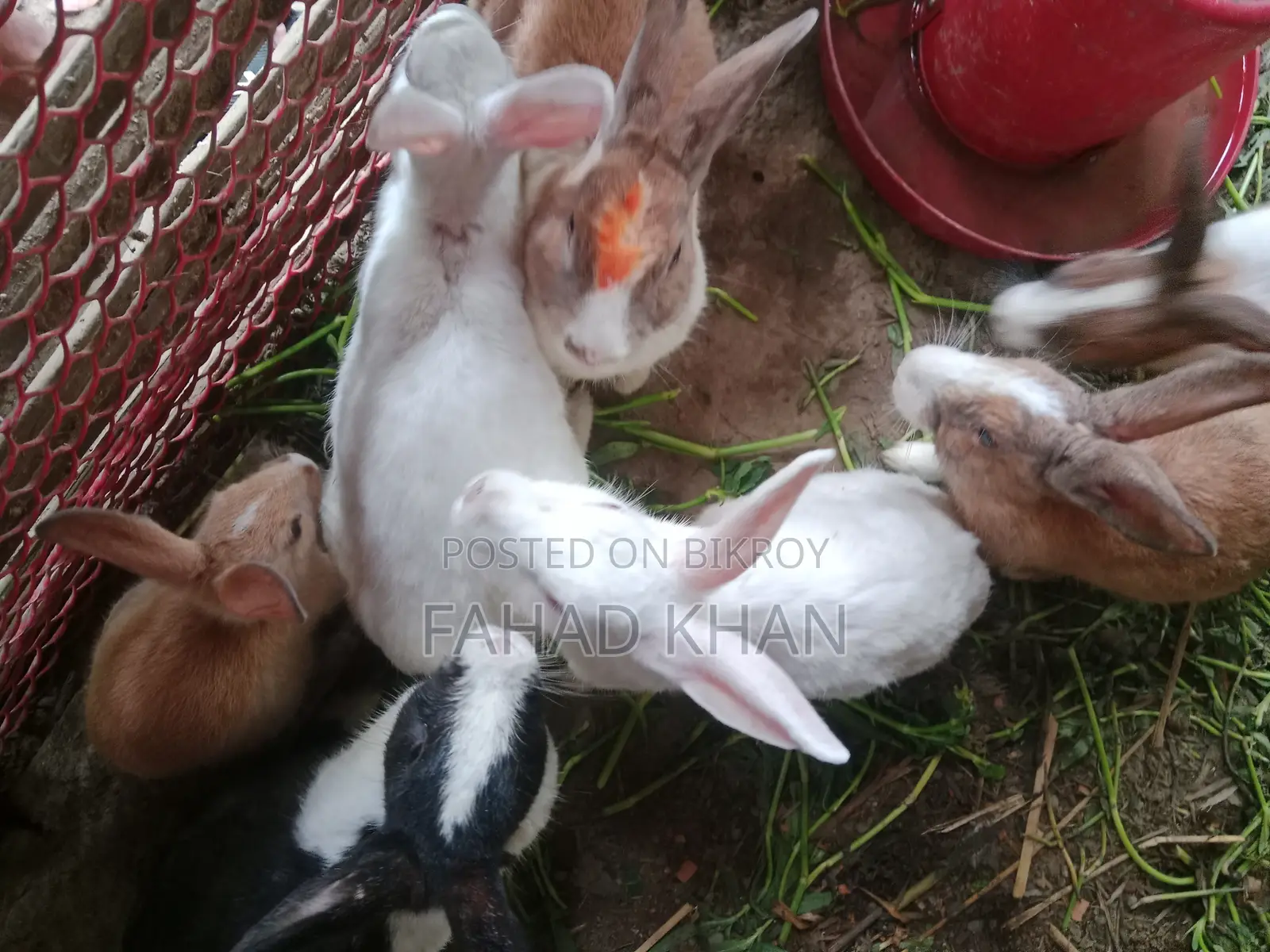 Adult Rabbit