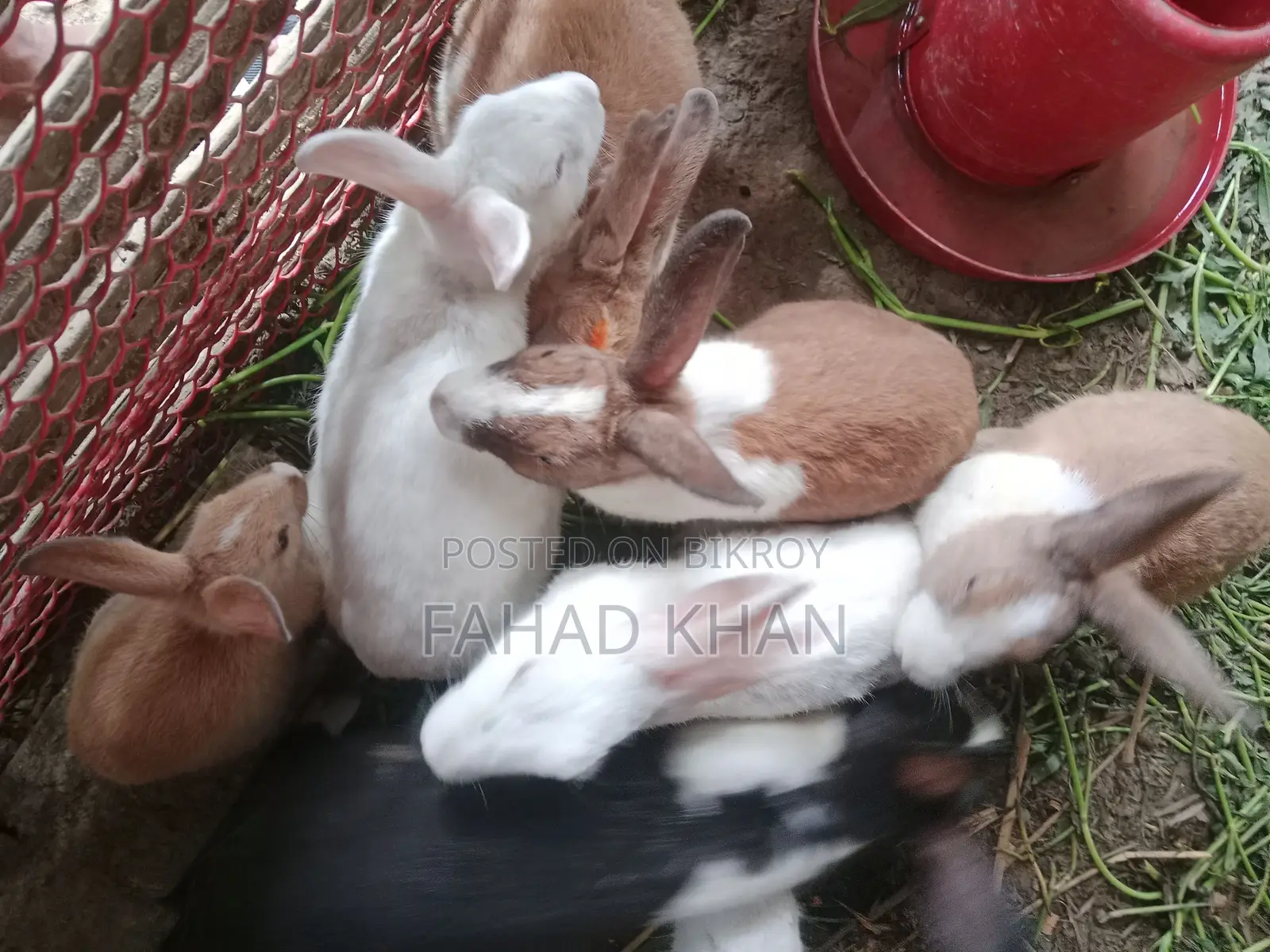 Adult Rabbit