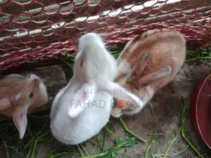 Adult Rabbit