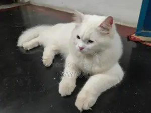 Active adult male cat