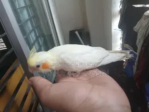 Red Eye Lutino Cockatiel