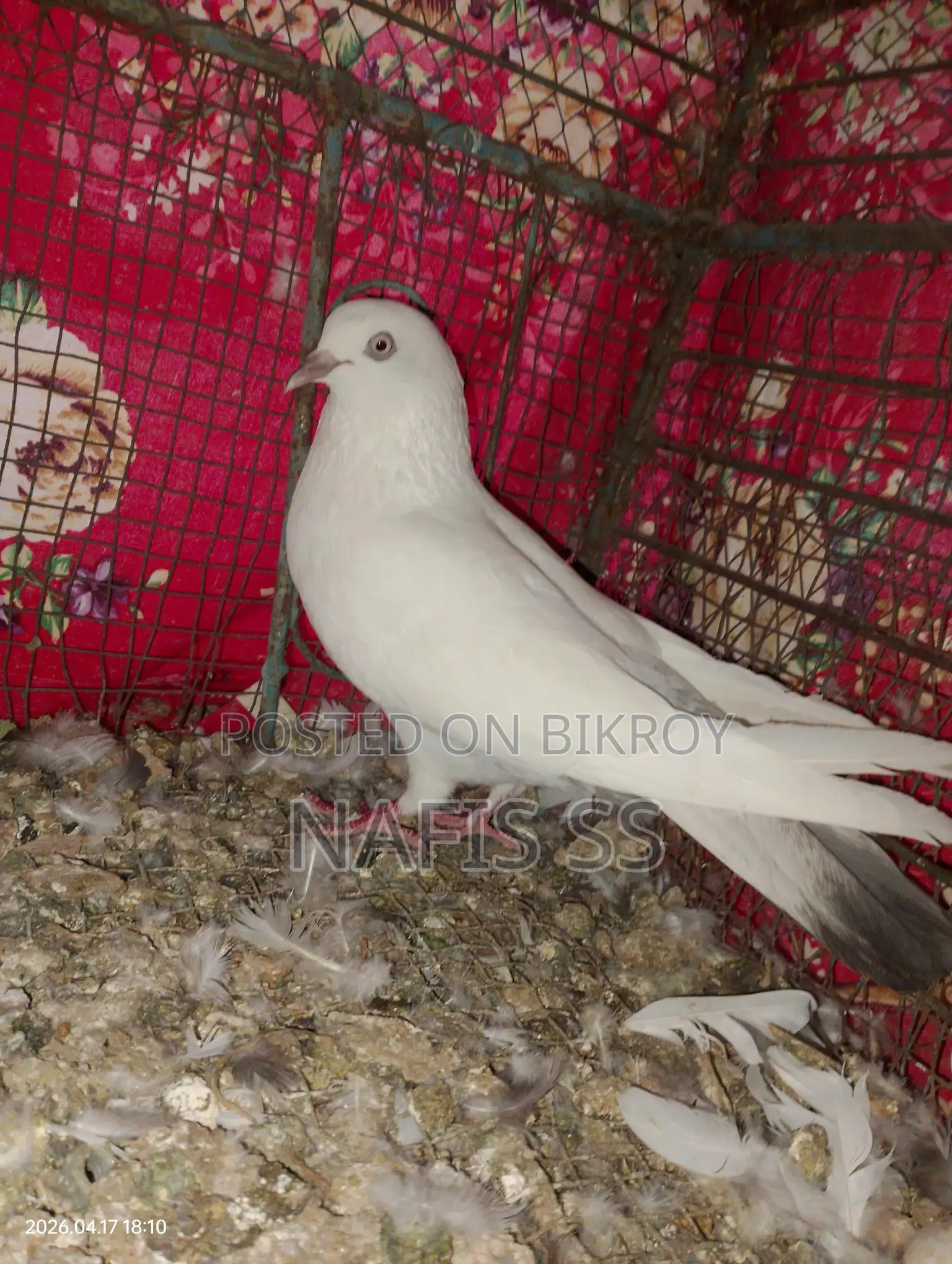 Kaldam Female Pigeon
