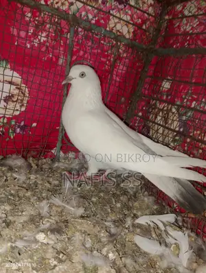 Kaldam Female Pigeon