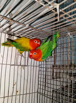 Lovebird Running Pair