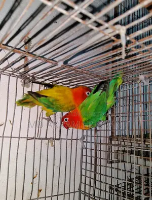 Lovebird Running Pair