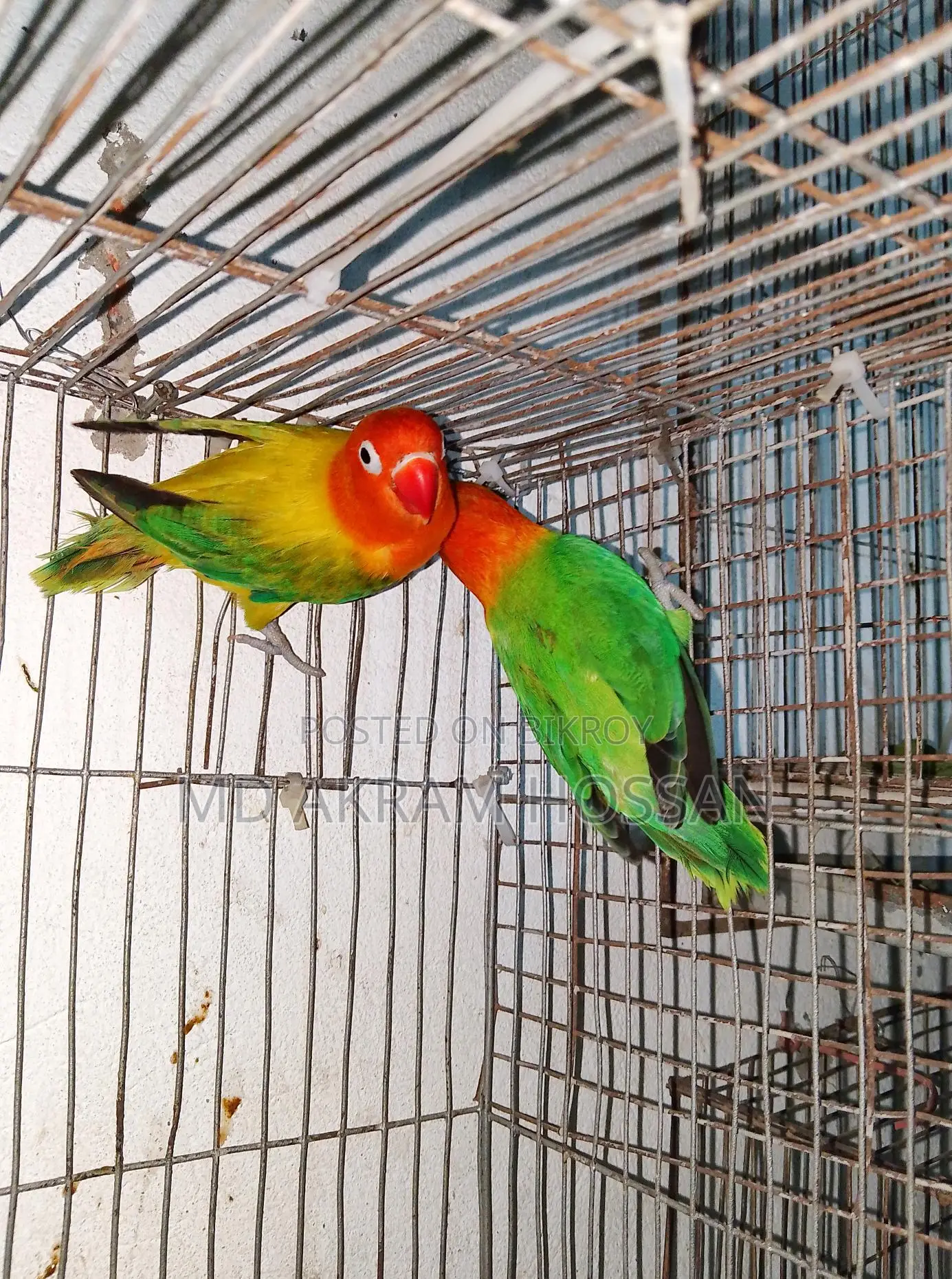 Lovebird Running Pair