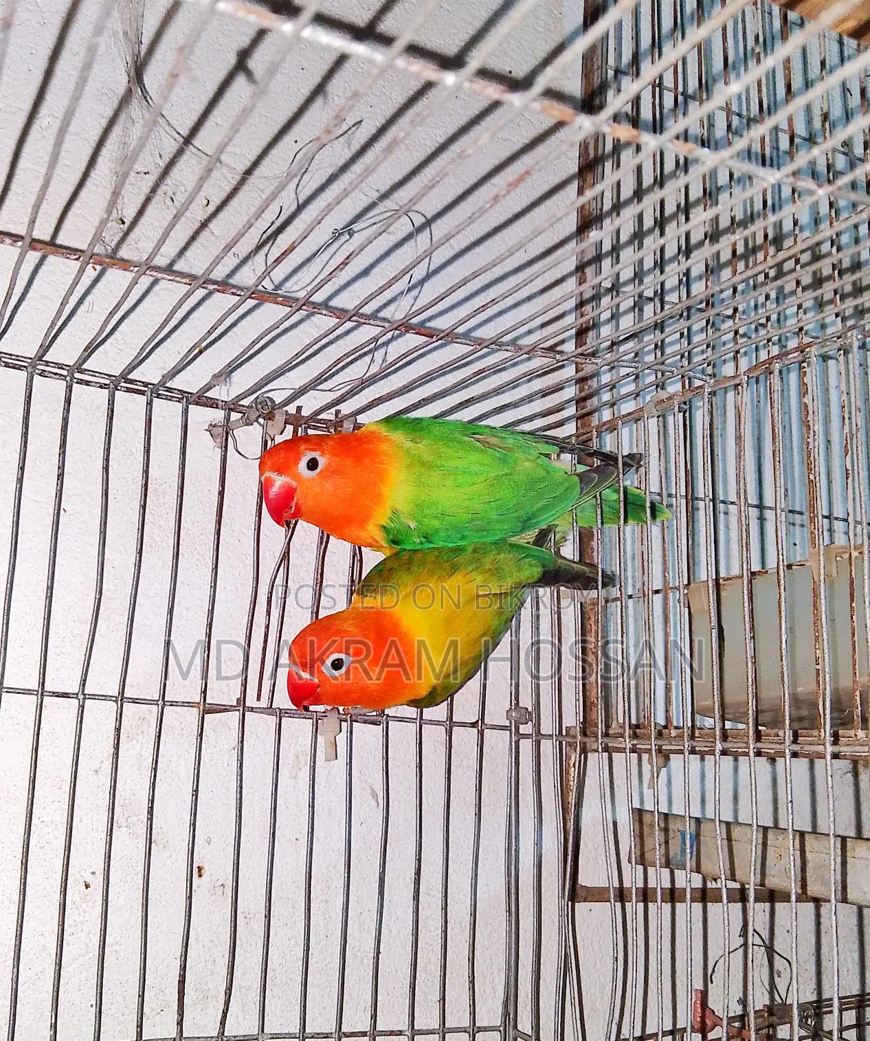 Lovebird Running Pair