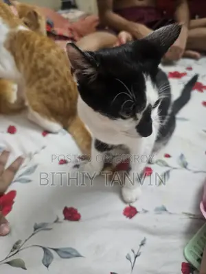 Black and White Mixed Persian Cat