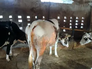 An Attractive Cow