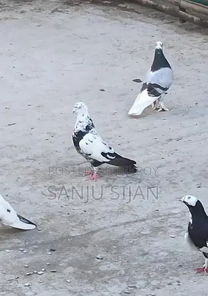 রাজশাহী পিওর গিরিবাজ নর