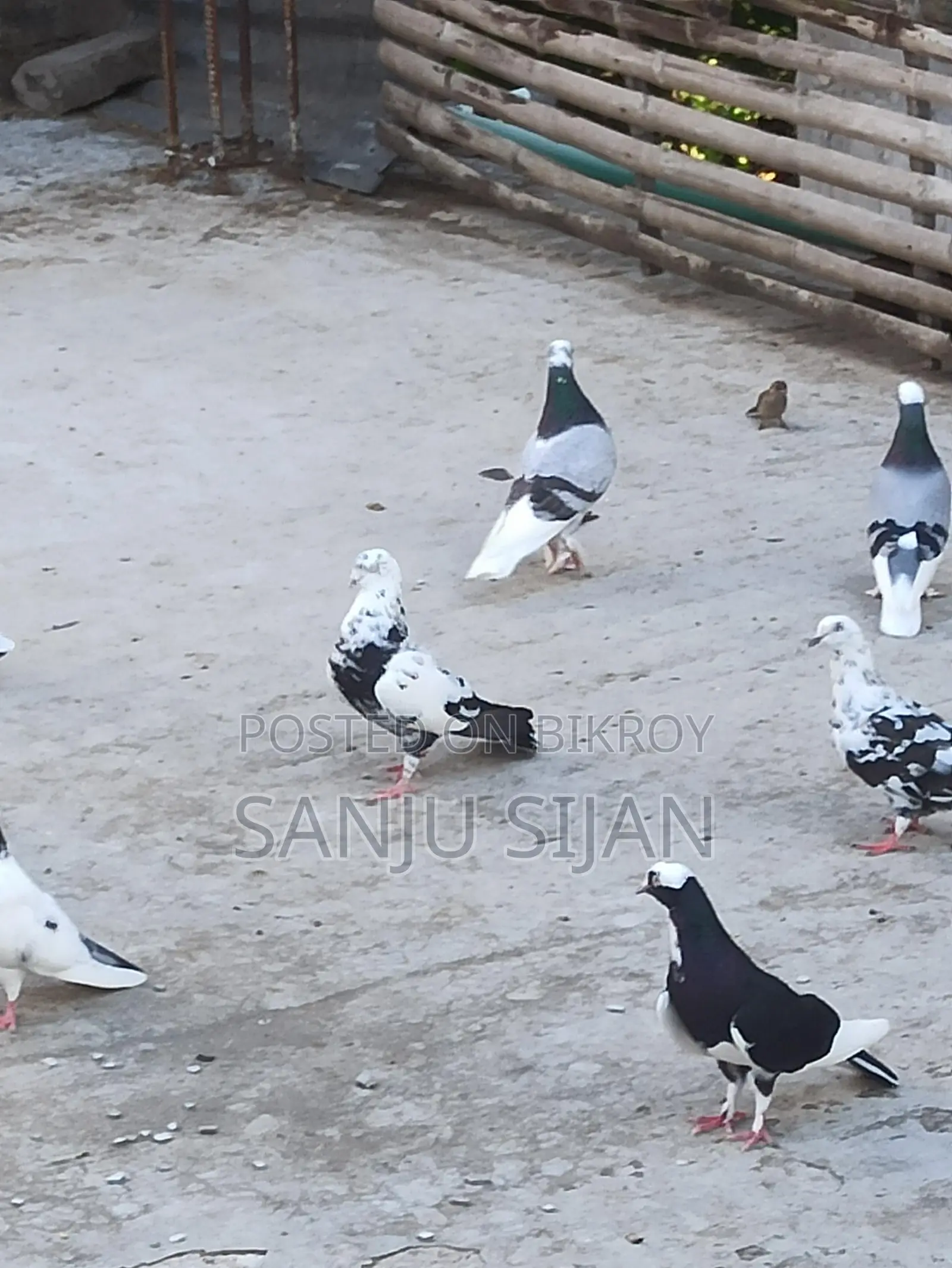 রাজশাহী পিওর গিরিবাজ নর