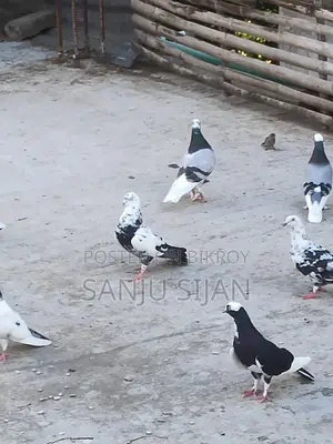 রাজশাহী পিওর গিরিবাজ নর
