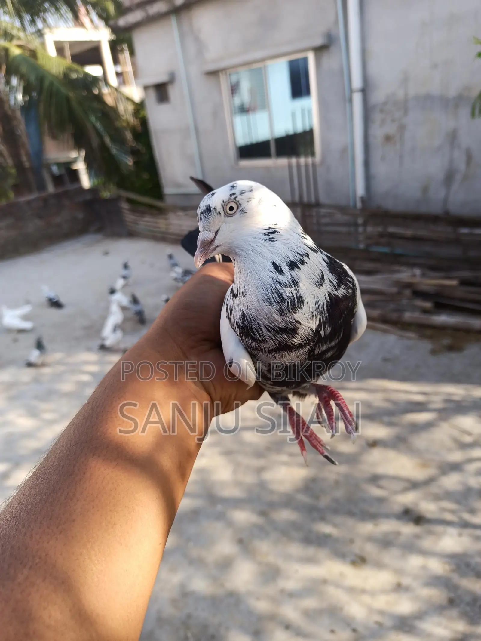 রাজশাহী পিওর গিরিবাজ নর