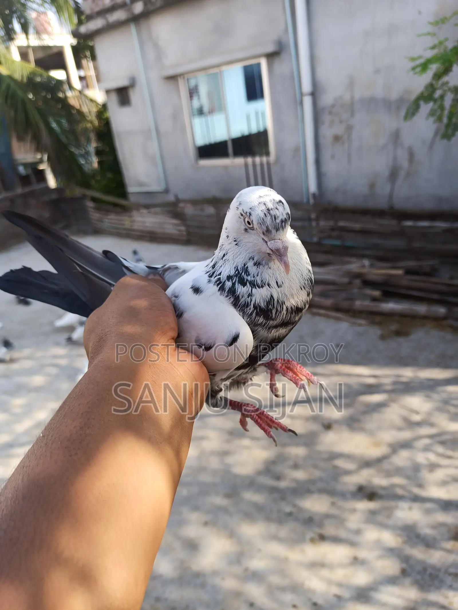 রাজশাহী পিওর গিরিবাজ নর