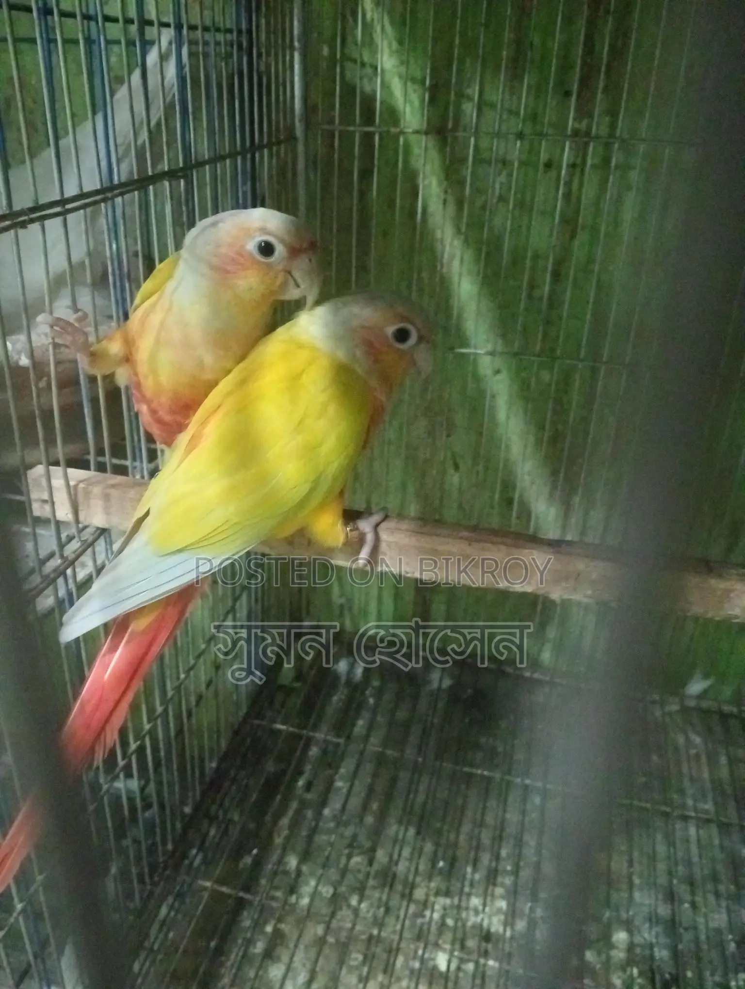 Sun Conure Bird with DNA Card, Male-Female Confirmed