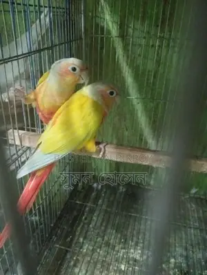 Sun Conure Bird with DNA Card, Male-Female Confirmed