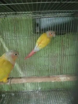 Sun Conure Bird with DNA Card, Male-Female Confirmed