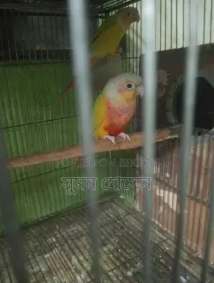 Sun Conure Bird with DNA Card, Male-Female Confirmed