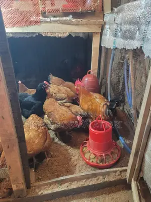 Tiger Chicken Hatching Eggs