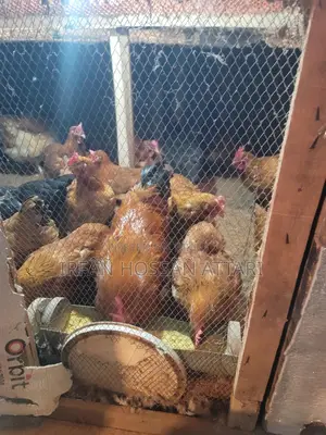 Tiger Chicken Hatching Eggs