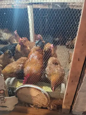 Tiger Chicken Hatching Eggs
