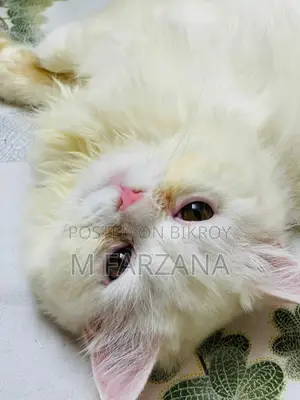 Traditional Persian Cat