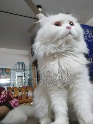 Traditional Persian Cat