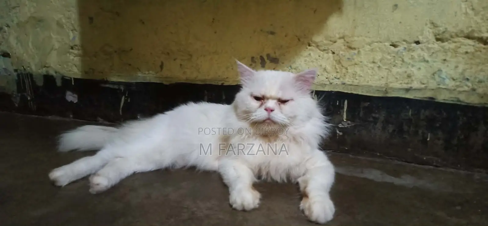 Traditional Persian Cat