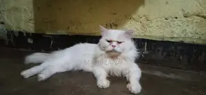 Traditional Persian Cat