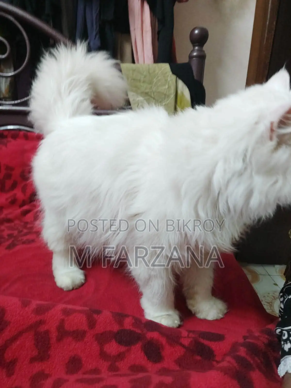 Traditional Persian Cat