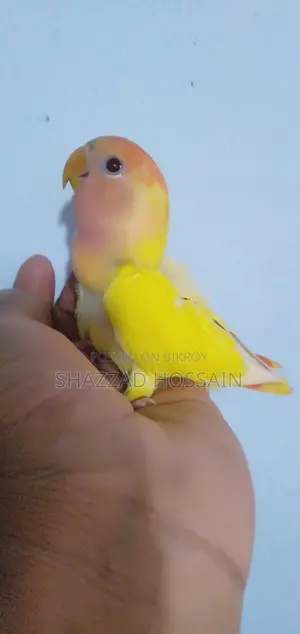 Love Bird Read Head Opline Baby