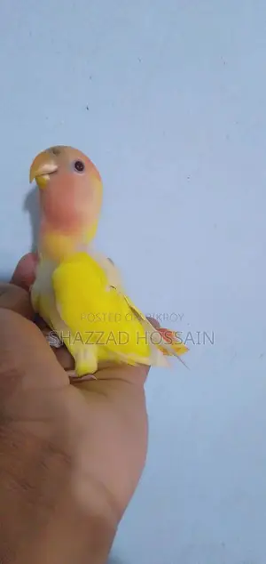 Love Bird Read Head Opline Baby