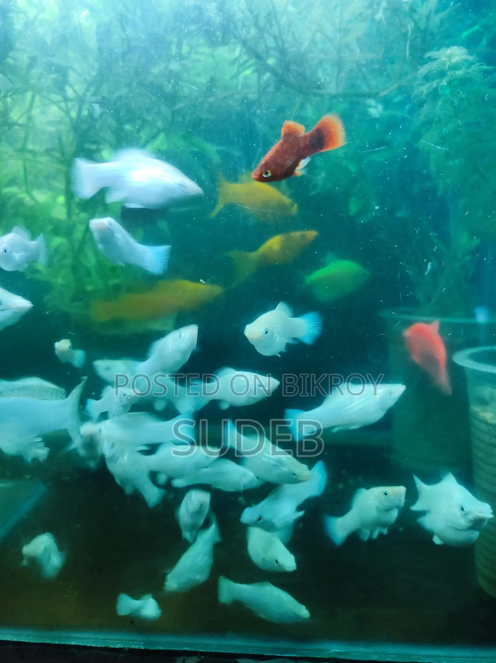 পাইকারি রেটে সাদা রেডিয়ান মলি