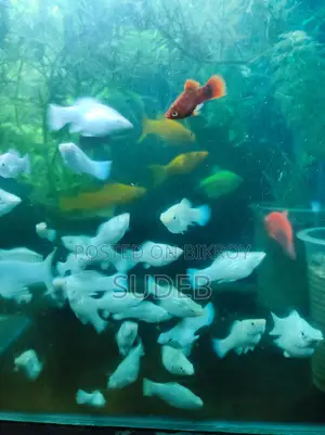 পাইকারি রেটে সাদা রেডিয়ান মলি