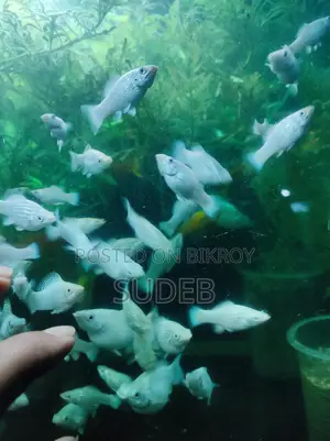 পাইকারি রেটে সাদা রেডিয়ান মলি