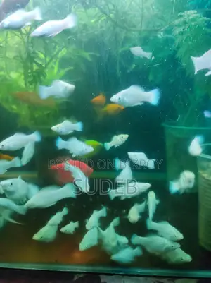 পাইকারি রেটে সাদা রেডিয়ান মলি
