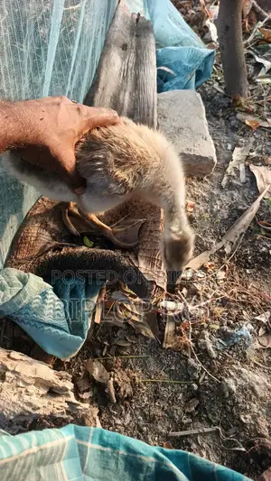 Gosling