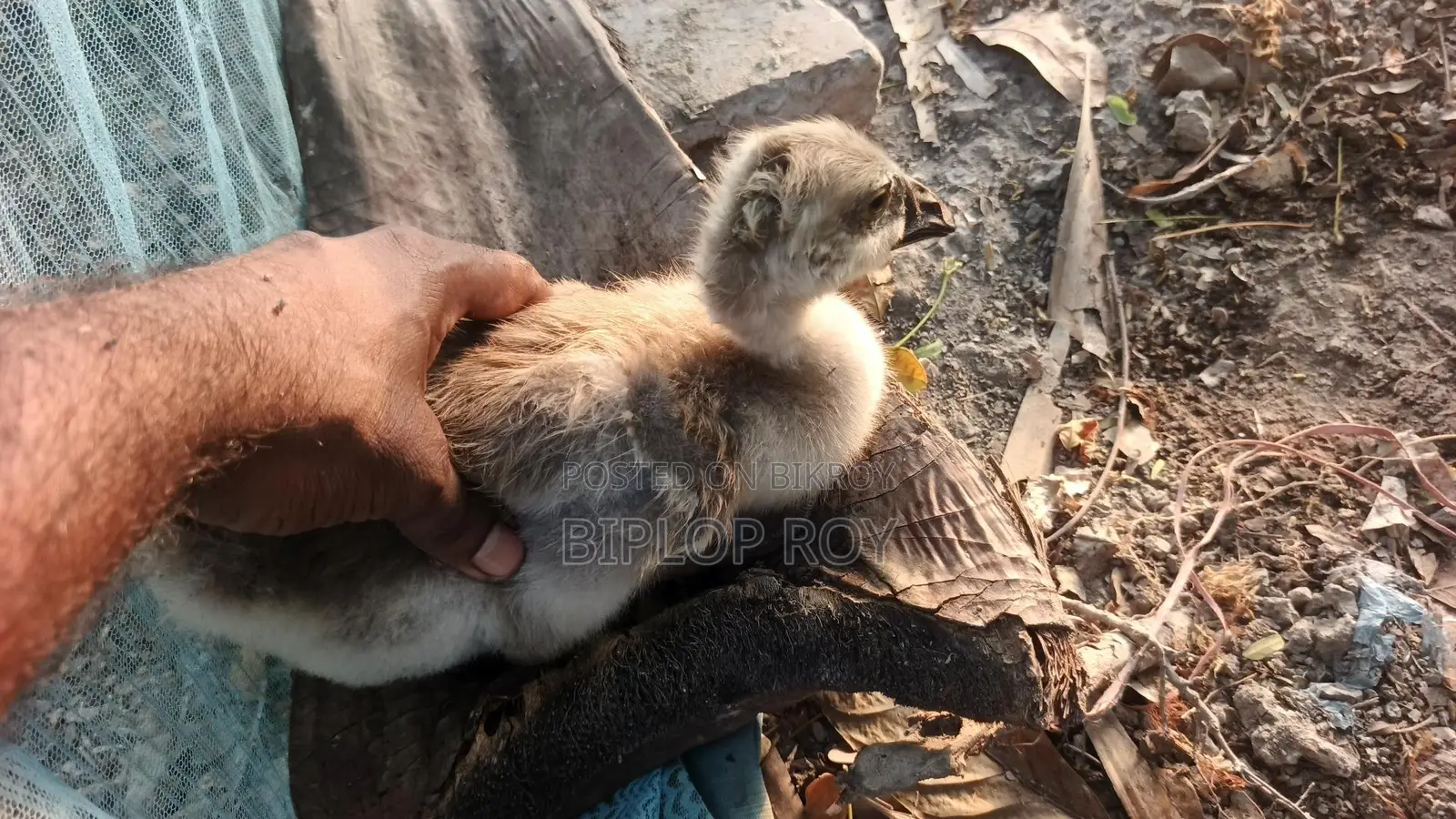 Gosling