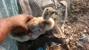 Gosling