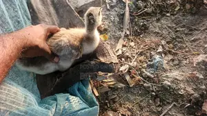 Gosling