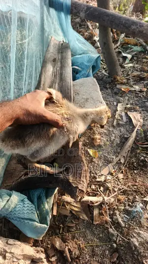 Gosling