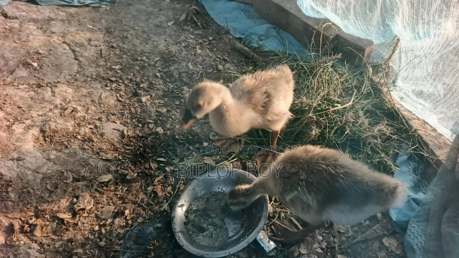 Gosling
