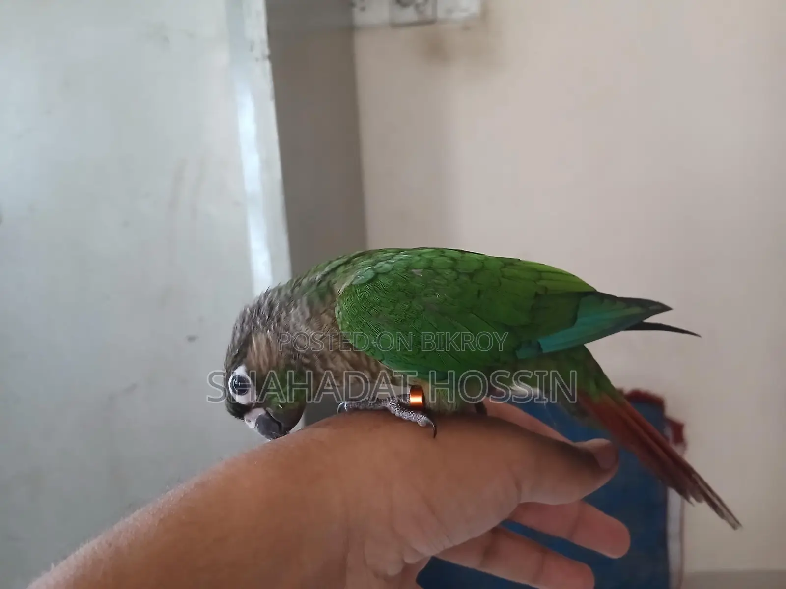 Full flight tame green chicken